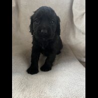 Cocker Spaniel (Working &amp; Show) - Both