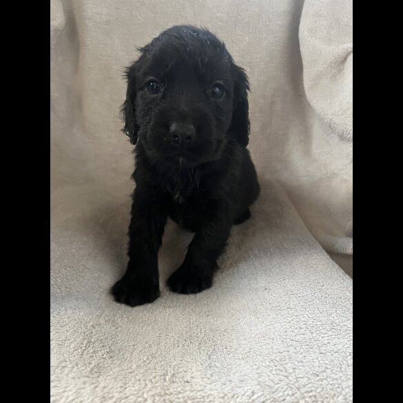 Cocker Spaniel (Working &amp; Show) - Both