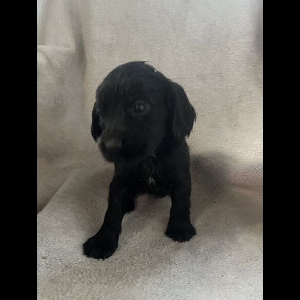 Cocker Spaniel (Working &amp; Show) - Both