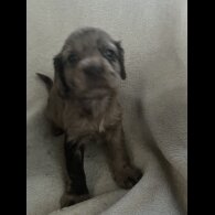 Cocker Spaniel (Working &amp; Show) - Both