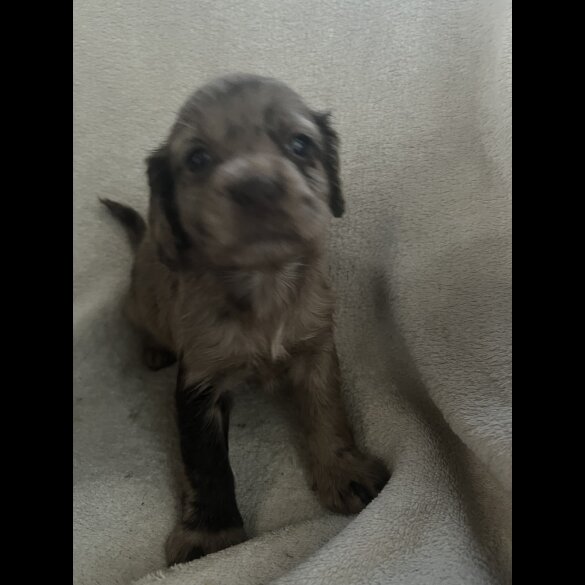 Cocker Spaniel (Working &amp; Show) - Both
