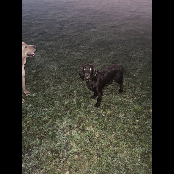 Cocker Spaniel (Working &amp; Show) - Both