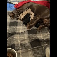 Cocker Spaniel (Working &amp; Show) - Both