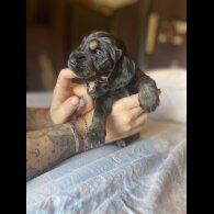 Cocker Spaniel (Working &amp; Show) - Both
