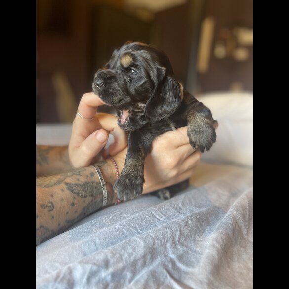 Cocker Spaniel (Working &amp; Show) - Both
