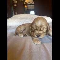 Cocker Spaniel (Working &amp; Show) - Both