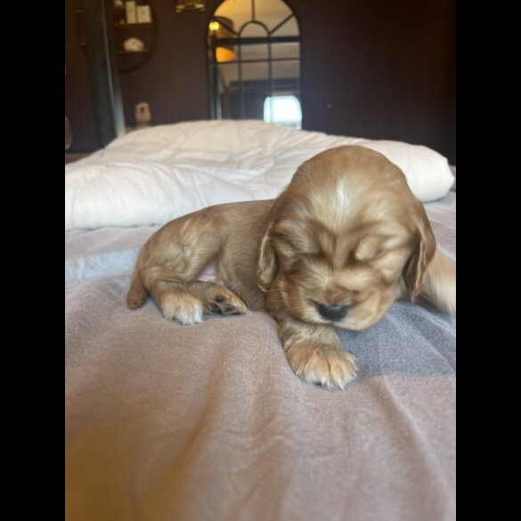 Cocker Spaniel (Working &amp; Show) - Both