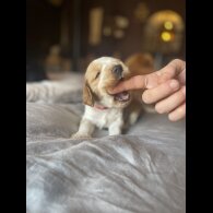 Cocker Spaniel (Working &amp; Show) - Both