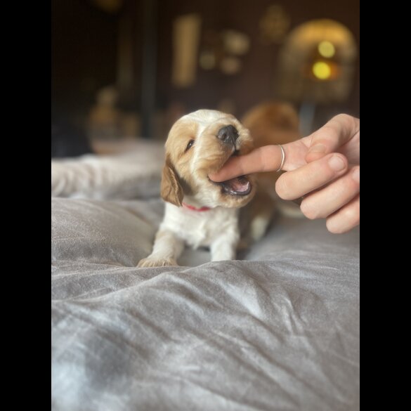 Cocker Spaniel (Working &amp; Show) - Both