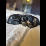 Cocker Spaniel (Working &amp; Show) - Both