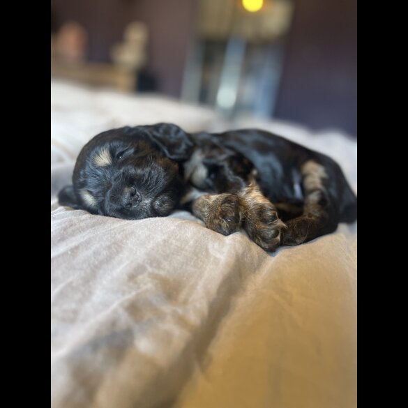 Cocker Spaniel (Working &amp; Show) - Both
