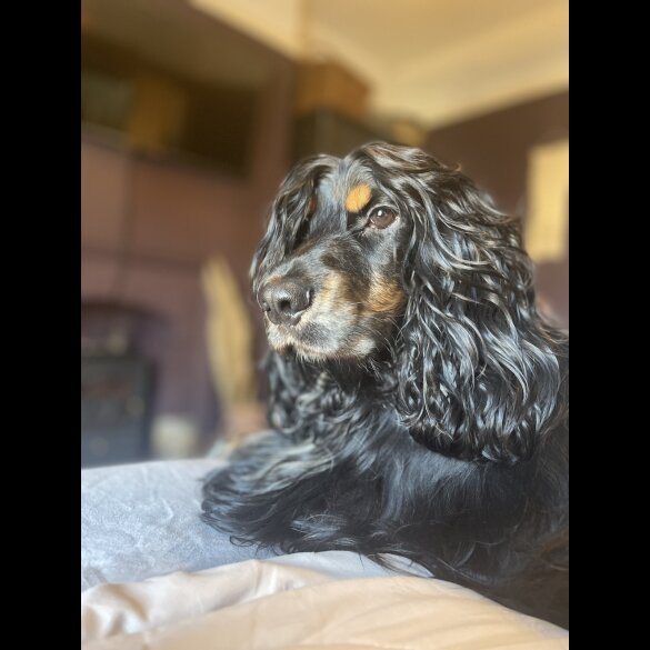 Cocker Spaniel (Working &amp; Show) - Both