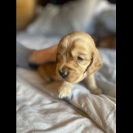 Cocker Spaniel (Working &amp; Show) - Both