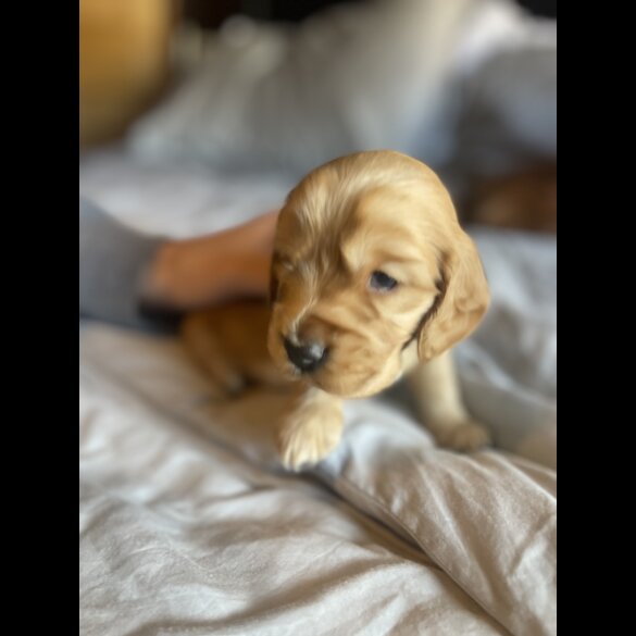 Cocker Spaniel (Working &amp; Show) - Both