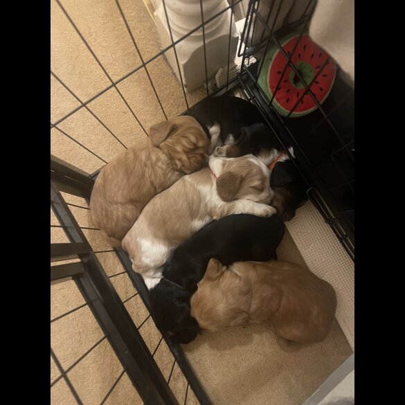 Cocker Spaniel (Working &amp; Show) - Both