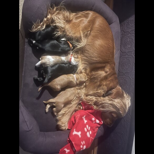 Cocker Spaniel (Working &amp; Show) - Both