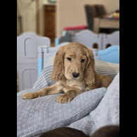 Cocker Spaniel (Working &amp; Show) - Both