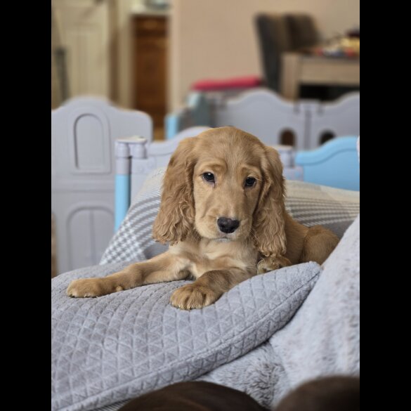 Cocker Spaniel (Working &amp; Show) - Both