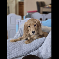 Cocker Spaniel (Working &amp; Show) - Both