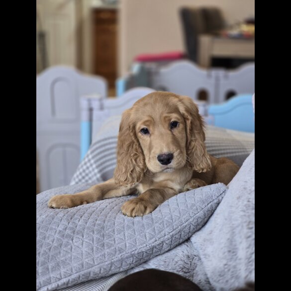 Cocker Spaniel (Working &amp; Show) - Both
