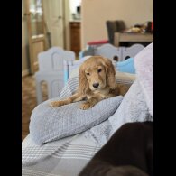 Cocker Spaniel (Working &amp; Show) - Both