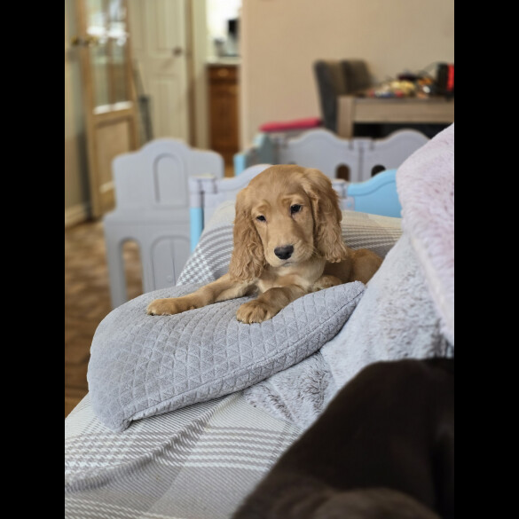 Cocker Spaniel (Working &amp; Show) - Both