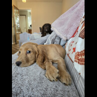 Cocker Spaniel (Working &amp; Show) - Both