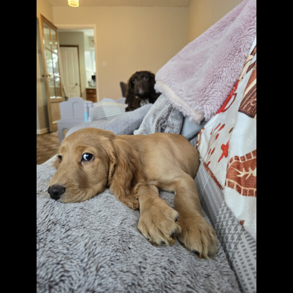 Cocker Spaniel (Working &amp; Show) - Both