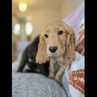 Cocker Spaniel (Working &amp; Show) - Both