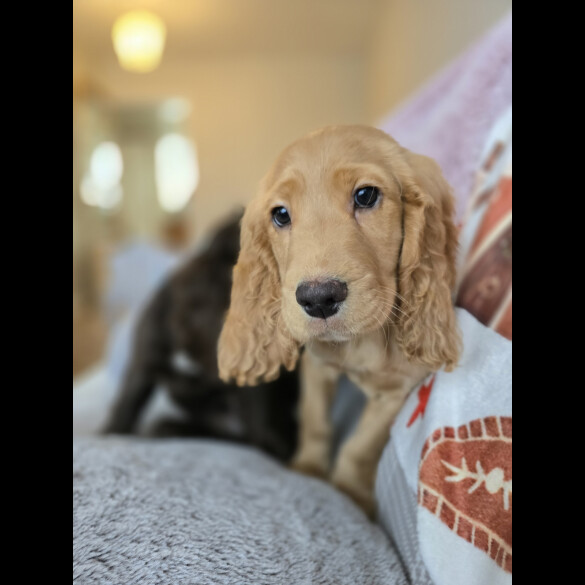 Cocker Spaniel (Working &amp; Show) - Both