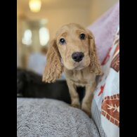 Cocker Spaniel (Working &amp; Show) - Both