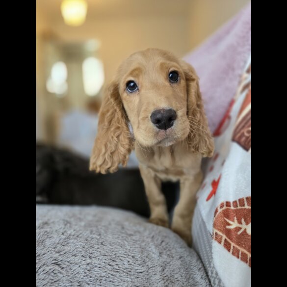 Cocker Spaniel (Working &amp; Show) - Both