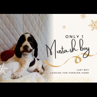 Cocker Spaniel (Working &amp; Show) - Dogs