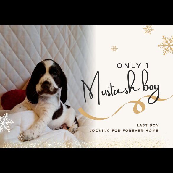 Cocker Spaniel (Working &amp; Show) - Dogs