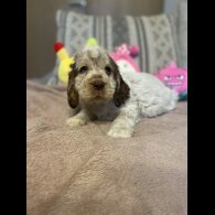 Cocker Spaniel (Working &amp; Show) - Both