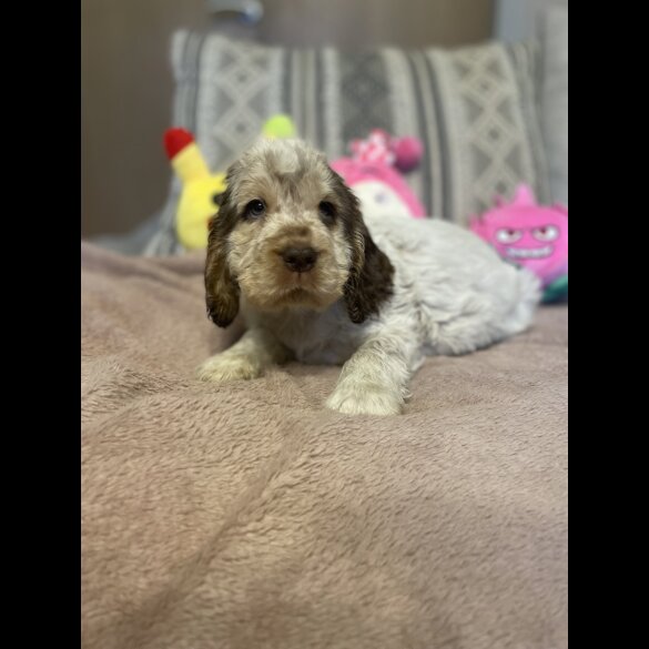 Cocker Spaniel (Working &amp; Show) - Both