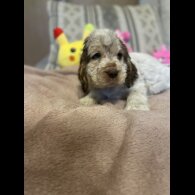 Cocker Spaniel (Working &amp; Show) - Both