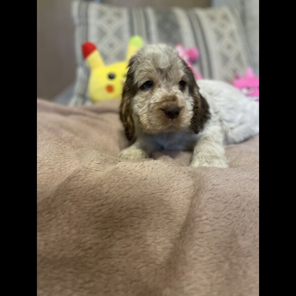 Cocker Spaniel (Working &amp; Show) - Both