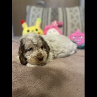 Cocker Spaniel (Working &amp; Show) - Both