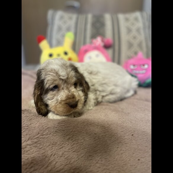 Cocker Spaniel (Working &amp; Show) - Both