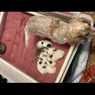 Cocker Spaniel (Working &amp; Show) - Both