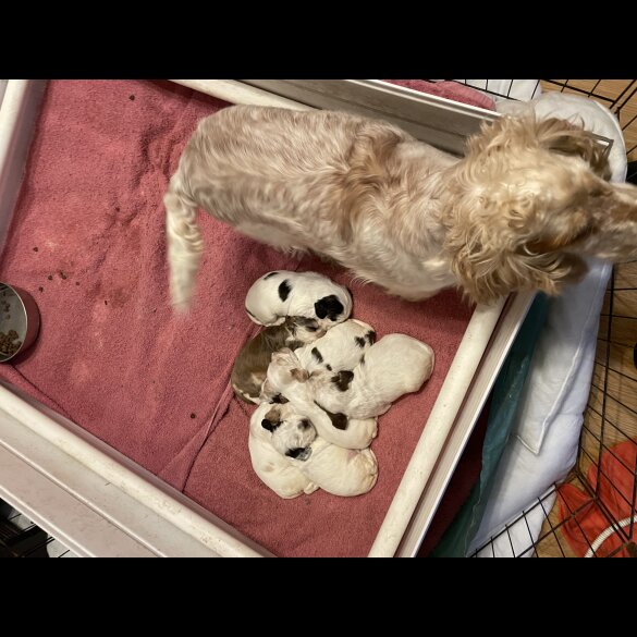 Cocker Spaniel (Working &amp; Show) - Both