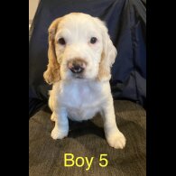 Cocker Spaniel (Working &amp; Show) - Both