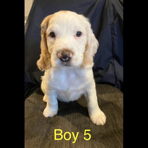 Cocker Spaniel (Working &amp; Show) - Both