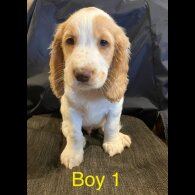 Cocker Spaniel (Working &amp; Show) - Both