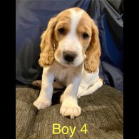 Cocker Spaniel (Working &amp; Show) - Both