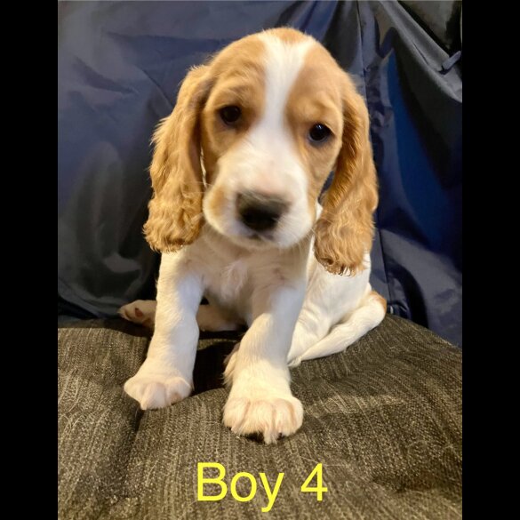 Cocker Spaniel (Working &amp; Show) - Both