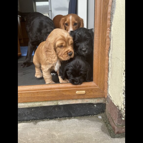 Cocker Spaniel (Working &amp; Show) - Dogs