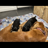 Cocker Spaniel (Working &amp; Show) - Dogs