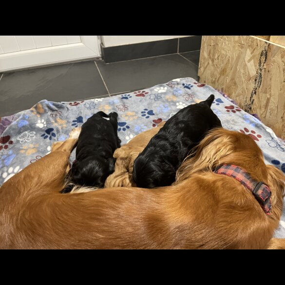 Cocker Spaniel (Working &amp; Show) - Dogs